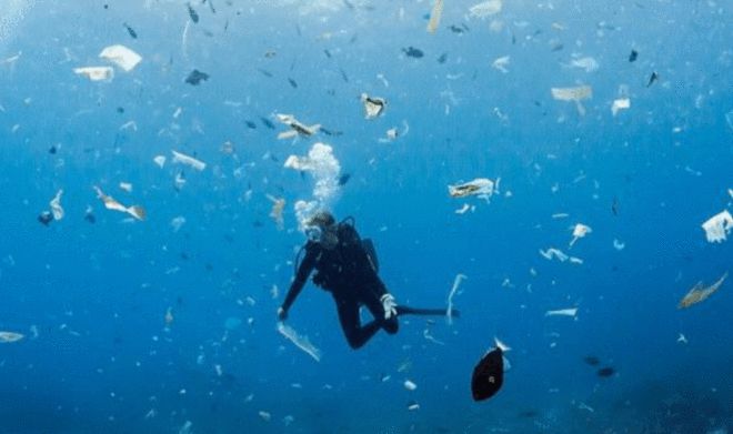 海洋生物惨死化学药物开云APP 开云官网入口成罪魁祸首关键时刻专家指出一条明路(图3)