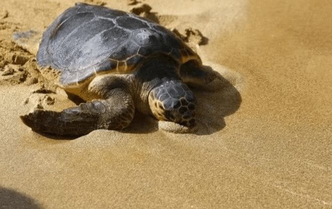 海洋生物惨死化学药物开云APP 开云官网入口成罪魁祸首关键时刻专家指出一条明路(图2)
